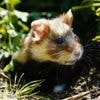 Lehrer fand totes Tier im Mülleimer: Hamster in Frankfurt (Oder) von Schülerinnen zu Tode gequält