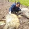 Ce couple se bat pour récupérer Mimi et Pumba, ses sangliers «élevés au biberon» aujourd’hui placés