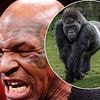 Mike Tyson gives hilarious response to viral 100 men vs one gorilla question - as boxing legend reveals his bizarre strategy for taking down primate