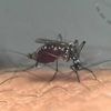 Plus de 2000 cas de dengue et de chikungunya recensés en métropole depuis le début de l’année