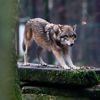 Schutzstatus abgesenkt: EU-Parlament erlaubt mehr Wolf-Abschüsse
