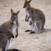 Deux wallabies en cavale entre la France et la Belgique
