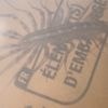 Woman finds rare venomous centipede in flat