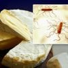Eerste besmetting met listeria in ons land gelinkt aan uitbraak in Frankrijk: check hier exact welke kazen teruggeroepen worden