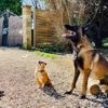 Faut-il forcément faire castrer votre chien ?