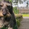 Teckel Jeanne wordt overreden in Oelegem voor ogen van baasje: “Hopelijk meldt aanrijder zich alsnog om medische kosten op zich te nemen”