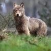 Welkom Wolf dagvaardt Vlaamse regering en eist “onmiddellijke maatregelen”