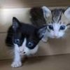 BBC finds electrocuted, drowned and starved cats in online torture groups