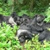 20 jaar onderzoek naar gorilla’s werpt ook nieuw licht op menselijke relaties