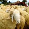 Drought, rising prices and dwindling herds undercut this year's Eid al-Adha in North Africa