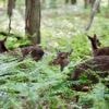 Quels animaux peut-on observer dans le parc de Grimbosq ?