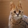Détenue illégalement chez un particulier, une femelle serval récupérée par un refuge en Mayenne