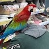 Arrgh you joking? Tesco pensioner stuns shoppers by bringing his pet PARROT with him to buy groceries