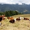 Dermatose nodulaire : plus de 50 foyers ont été détectés en Savoie et Haute-Savoie