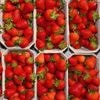 Obstanbau: Erdbeer-Anbau schrumpft - Spätfrost schadet Ernte