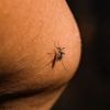 Une épidémie de chikungunya est-elle à craindre en France hexagonale, où les cas de transmission se multiplient ?