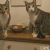 heise+ | Katzen betreuen aus der Ferne: Von Catcam bis Futterautomat