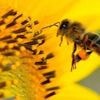 Quiz. Connaissez-vous bien les abeilles ?