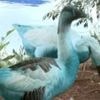 Watch: Wildlife dyed blue in São Paulo chemical spill