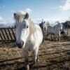 Chevaux mutilés en Seine-Maritime : une cellule dédiée ouverte à la gendarmerie après l'attaque de onze équidés et la mort de trois d'entre eux