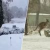 KIJK. Australiër filmt vreemd tafereel: kangoeroe springt over wit tapijt na zwaarste sneeuwval in decennia
