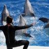 Projet de transfert des 12 dauphins de Marineland à Beauval : une solution "pragmatique" mais qui "ne fait pas rêver" la présidente de C’est Assez !