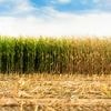 Gentechnik-Debatte: Landwirte kämpfen mit Klimaschäden auf Feldern