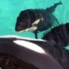 For orca left in limbo, zoo resorts to sexual stimulation to stop inbreeding