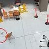 Disturbing photos emerge of the bloody crime scene after teenage girl, 13, allegedly threw a trolley over a railing at a shopping centre - striking a man below