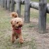 « On ne distinguait plus leur morphologie » : sept chiens sauvés d’une maison insalubre en Essonne
