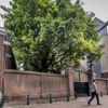 Hovenier weigert boom te snoeien bij synagoge ‘vanwege Gaza’: ‘Gaan aangifte doen van discriminatie’