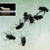 VS gaat honderden miljoenen vliegen uit vliegtuigen droppen tegen vleesetende schroefworm