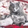 MEVLÜT TEZEL / Kedi tüyü öldürür mü?