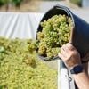 Weinlese: Süffig, süß, spritzig - die Federweißer-Saison beginnt