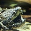 Enorme Beißkraft: Kanalarbeiter entdecken gefährliche Riesenschildkröte