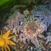 Scientists say they have solved the mystery of what killed over 5 billion sea stars