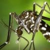 Chikungunya : un nouveau cas autochtone en France métropolitaine