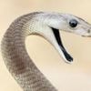 'Unparalleled' snake antivenom made from man bitten 200 times