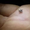 Zeckenkrankheit Borreliose: Deshalb ist schnelles Handeln wichtig