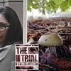 Erin Patterson trial: What are DEATH CAP mushrooms? The deadly fungi at centre of landmark murder case