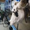 Tensions commerciales, maladies... Dans la filière laitière, une dynamique positive mais fragile