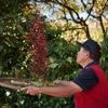 Sie mögen Kaffee?: Die Arabica-Bohne ist bedroht – doch die Naturkunde hält eine Lösung parat