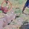 Vile moment group of men TORTURE a defenceless kangaroo in shocking clip