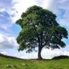 How a park ranger alerted world to Sycamore Gap tree's fate