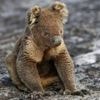 Nach Brand in Nationalpark: Australien schießt 700 Koalas aus der Luft ab – Entsetzen bei Tierfreunden