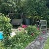 Simple garden photo has a white cat hidden in plain sight - can you spot it in 30 seconds?