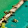 Politie waarschuwt na ontsnapping van 250 miljoen bijen in noordwesten VS
