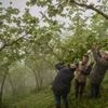 Klimaatverandering bedreigt Turkse hazelnoot: ook onze Nutella komt in gevaar