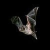 The £4million bridge for bats that Reform councillor refuses to spend taxpayer money on because it's 'nonsense'