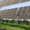 Will farming under solar panels take off?
